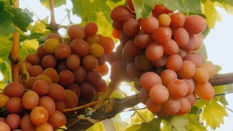 Delicious grapes singing on the vine, bottom view Stock Footage 117667741
