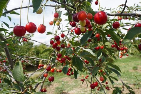 Delicious Image of Cherries Stock Photos