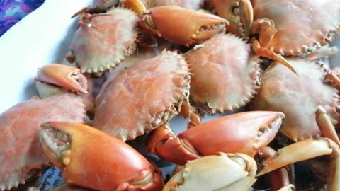 Delicious Mud Crab Stock Footage 195801205
