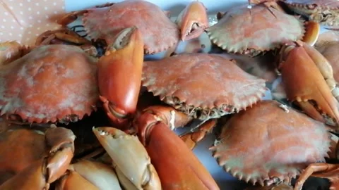 Delicious Mud Crab Stock Footage 195801946
