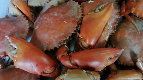 Delicious Mud Crab Stock Footage 195803473