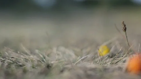 Delicious multi-colored caramel candy handmade Stock Footage 91462238