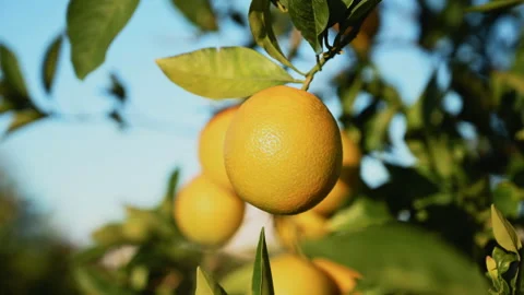 Delicious oranges on tree branches in winter on the island of Cyprus 1 Stock Footage 259394000
