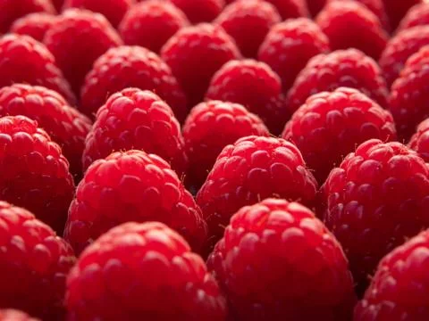 Delicious organic red raspberry. Conception for good food Stock Photos