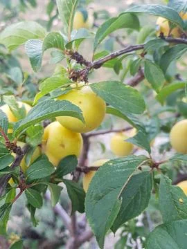 Delicious Plums Growing on a Tree Foto stock