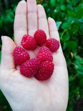 Delicious raspberry berries in your hand close up Stock Photos
