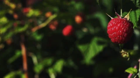 Delicious raspberry Stock Footage 52516117