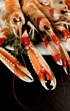 Delicious Raw Langoustines Stock Photos