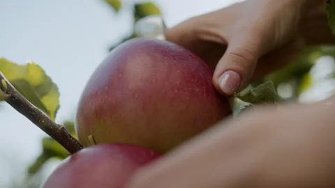 Delicious red apples on an apple tree that are plucked. Farm Harvest Stock Footage 266991218