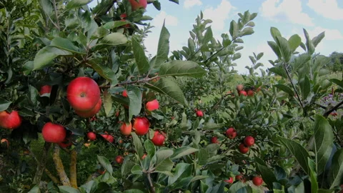 Delicious red apples hanging on branches. Ready to be picked. Stock Footage 155509467