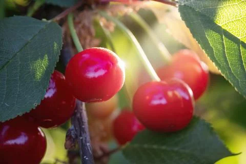 Delicious red cherries on a tree Stock Photos