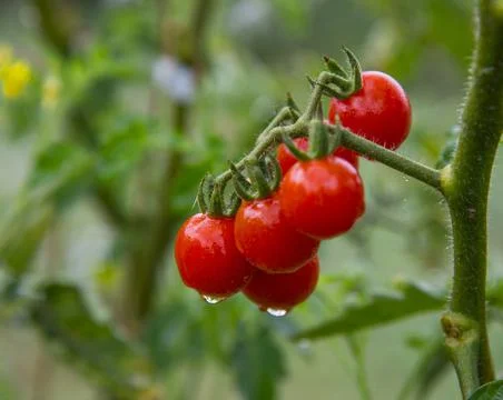 Delicious red cherry tomatoes Stock Photos