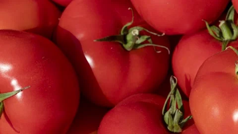 Delicious red tomatoes. Stock Footage 137830050