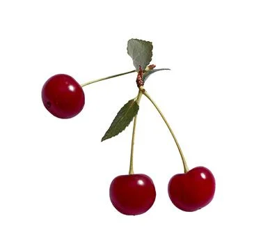 Delicious ripe cherry red, shot on a white background in the amount of three Stock Photos