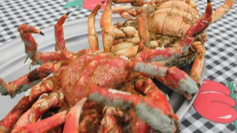 Delicious spider crabs for lunch Stock Footage 241440972