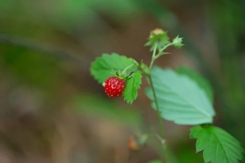 Delicious strawberry Stock Photos