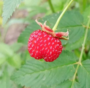 Delicious strawberry raspberry fruit growing on a green bush with fresh leave Stock Photos