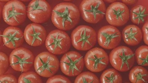 Delicious tomatoes lined up on a red background.Shooting from top angle. Stock Photos