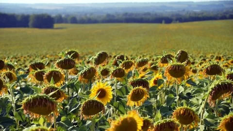 A delicious view of the sunflowers. 스톡 동영상 82479588