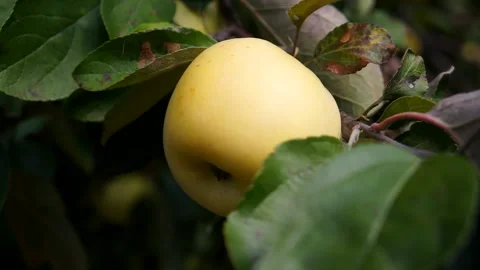 A delicious yellow Apple hangs on a tree branch in an Apple orchard Stock Footage 132690662