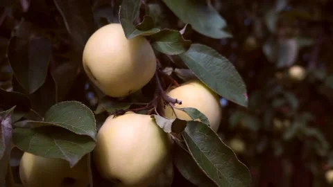 A delicious yellow Apple hangs on a tree branch in an Apple orchard  012 Stock Footage 158668597