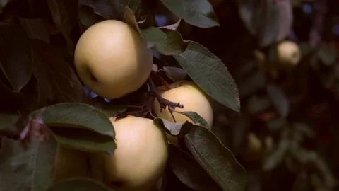 A delicious yellow Apple hangs on a tree branch in an Apple orchard  013 Stock Footage 158668599