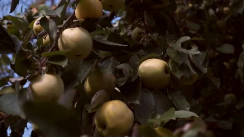 A delicious yellow Apple hangs on a tree branch in an Apple orchard  014 Stock Footage 158668600