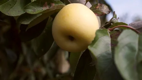 A delicious yellow Apple hangs on a tree branch in an Apple orchard  019 Stock Footage 158668611