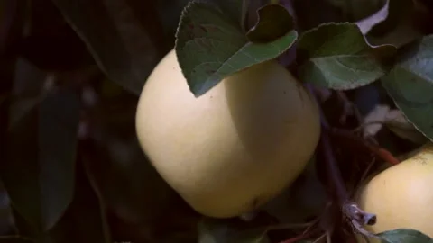 A delicious yellow Apple hangs on a tree branch in an Apple orchard  017 Stock Footage 158668616