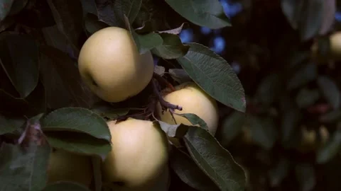 A delicious yellow Apple hangs on a tree branch in an Apple orchard 013 Stock Footage 167014672