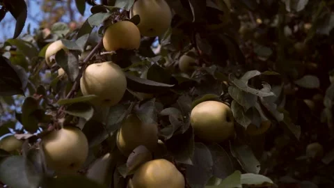 A delicious yellow Apple hangs on a tree branch in an Apple orchard 014 Stock Footage 167014855