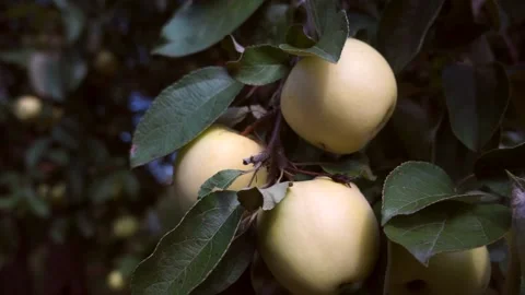 A delicious yellow Apple hangs on a tree branch in an Apple orchard 012 Stock Footage 167015844
