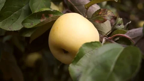 A delicious yellow Apple hangs on a tree branch in an Apple orchard 019 Stock Footage 167016152