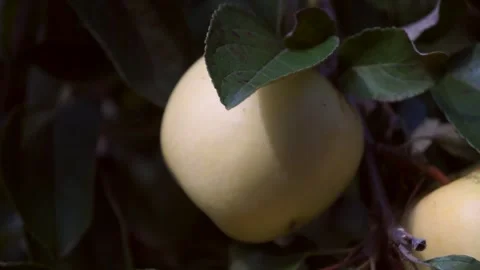 A delicious yellow Apple hangs on a tree branch in an Apple orchard 017 Stock Footage 167016246