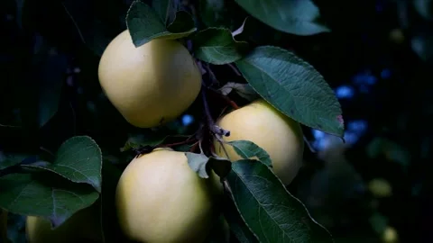 Delicious yellow apples hang on a tree branch in an Apple orchard Stock Footage 132690628