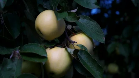 Delicious yellow apples hang on a tree branch in an Apple orchard Stock Footage 132690641