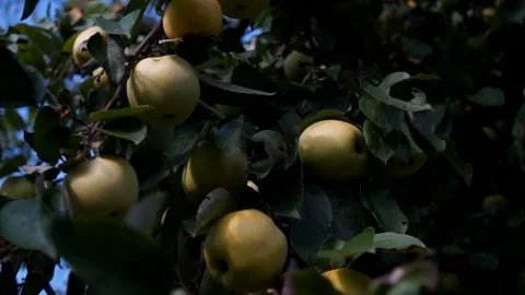 Delicious yellow apples hang on a tree branch in an Apple orchard Stock Footage 132690664