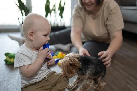 Delightful and Playful Interaction Between a Baby and a Yorkie Dog at Their Cozy Stock Photos
