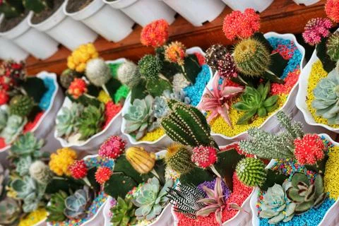 A delightful array of cacti and succulents bursts with color!  Tiny plants in Stock Photos