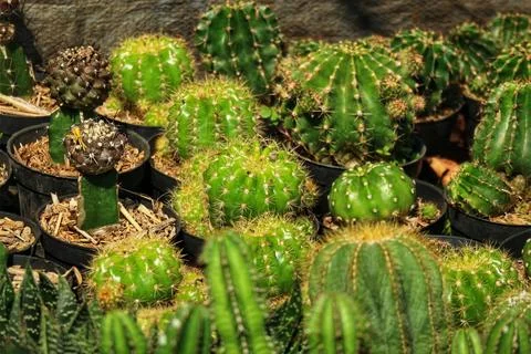 A delightful array of cacti bask in sunlight, their vibrant green hues and pr Stock Photos
