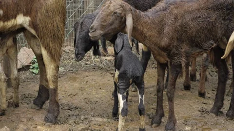 Delightful Interaction - An Intimate Moment Between an Adult Goat and a Baby Stock Footage 320925196
