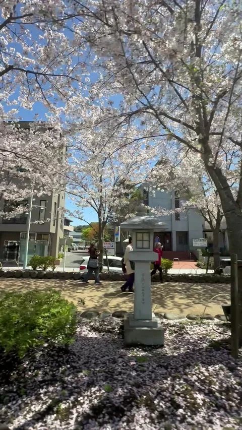 A delightful scene with cherry trees in full bloom  at Japan Video stock 315666809