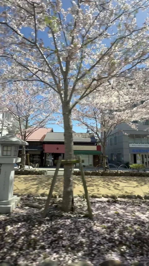 A delightful scene with cherry trees in full bloom  at Japan Stock Footage 315667115