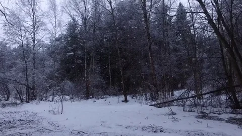 A delightful snowfall in a forest glade 库存影片 73875128