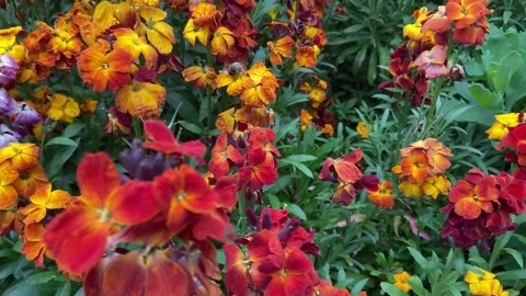 Delightful unique spring flowers. A bee flies in the background. Video stock 240731561
