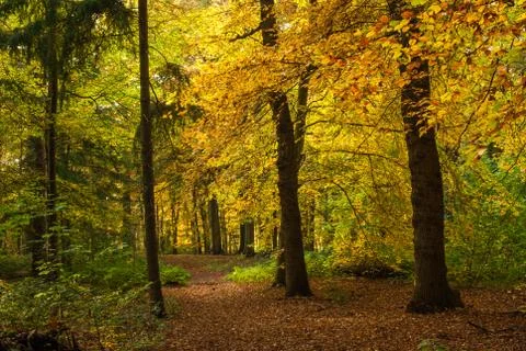DeLIGHTfull autumn in the forest Foto stock