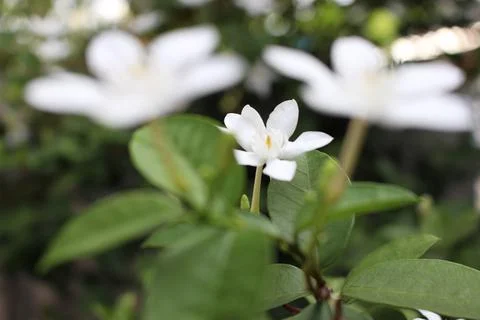 Delightfull Jasmine Stock Photos