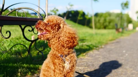 A Delightfully Cute Poodle Joyfully Playing in a Sunny Park on a Beautiful Day Stock Footage 314747216