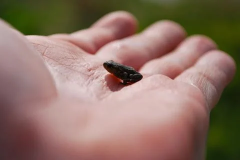 Delightfully froglet Stock Photos