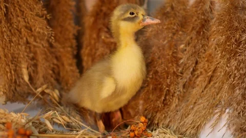 A Delightfully Playful Duckling Joyfully Surrounded by Variety of Nature and Stock Footage 313284501